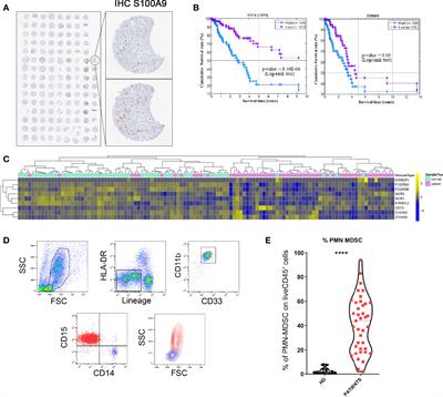 Polymorphonuclear Myeloid-Derived Suppressor Cells Are Abundant in Peripheral Blood of Cancer Patients and Suppress Natural Killer Cell Anti-Tumor Activity